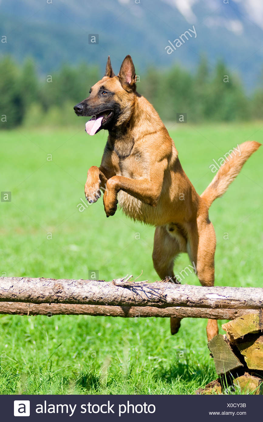 Belgian Malinois Shepherd Dog Jumping Stockfotos Und Bilder Kaufen Alamy
