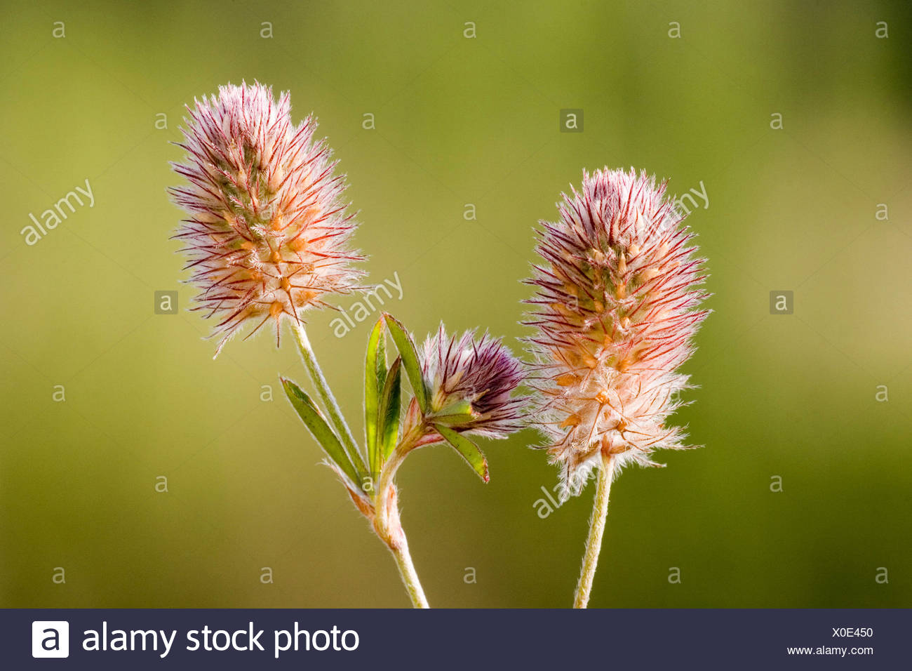 Hasen Klee Stockfotos und bilder Kaufen Alamy