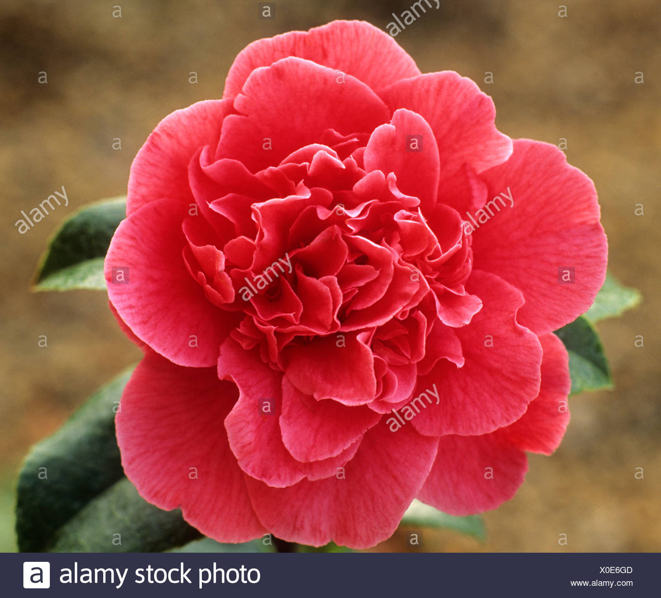 Camellia Japonica Kramers Supreme Rote Blume Blumen Garten Pflanze Pflanzen Kamelien Stockfotografie Alamy