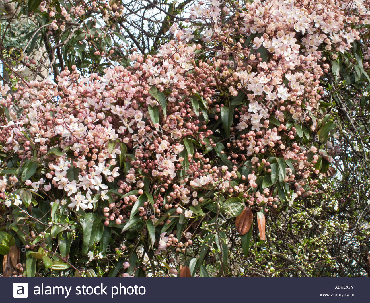 Clematis Armandii Apple Blossom Gv Stockfotografie Alamy