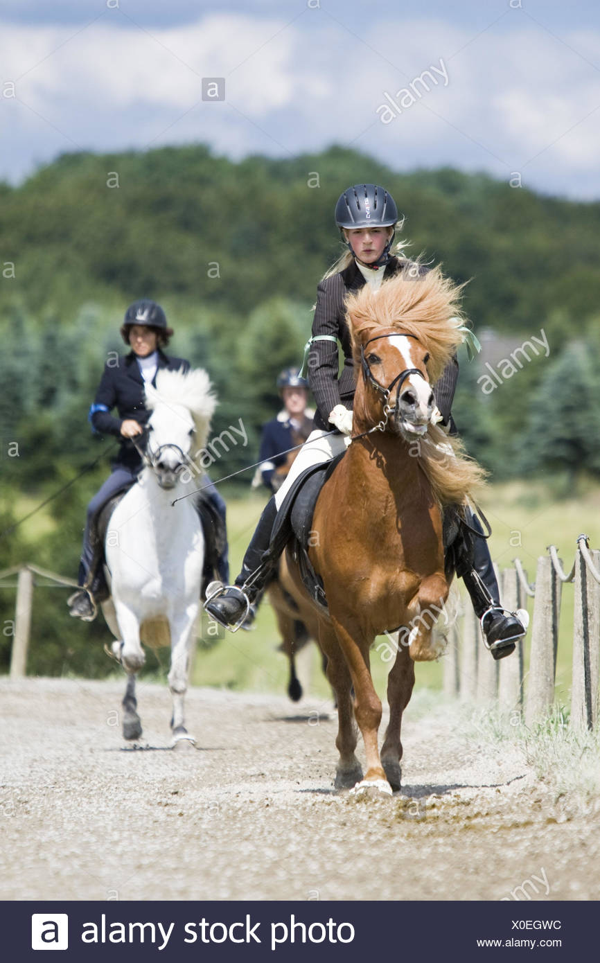 30+ Island Pony Reiten Berlin Background