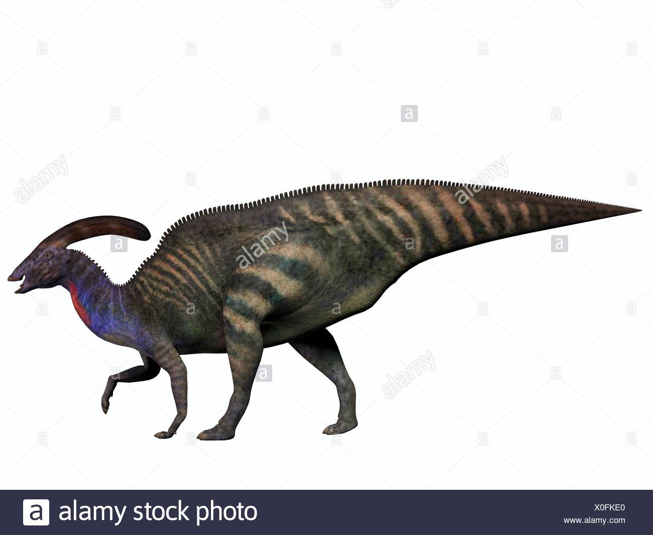 Parasaurolophus auf weiß Stockfoto, Bild 275710456 Alamy