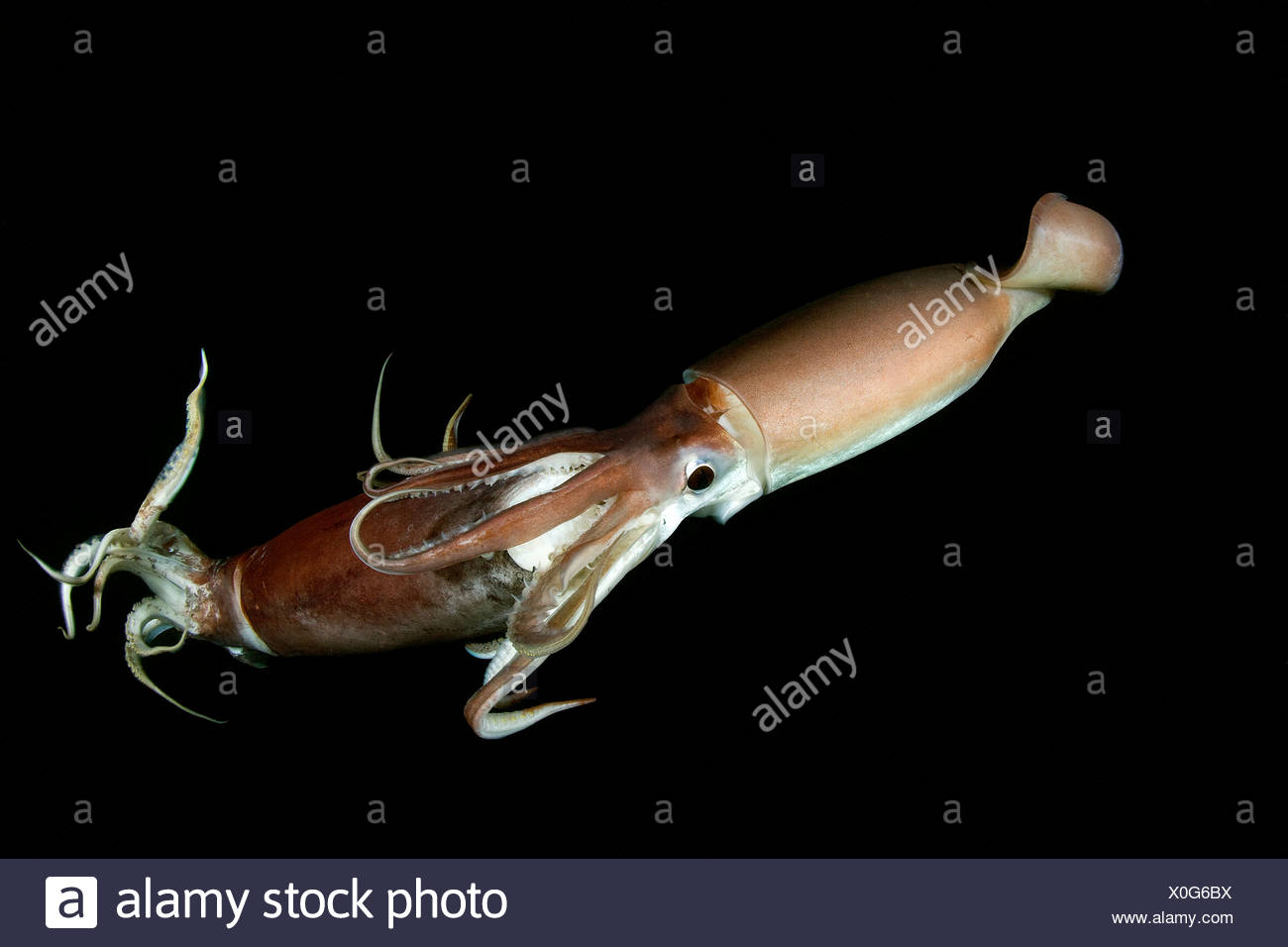 Humboldt Tintenfisch Humboldt Tintenfisch