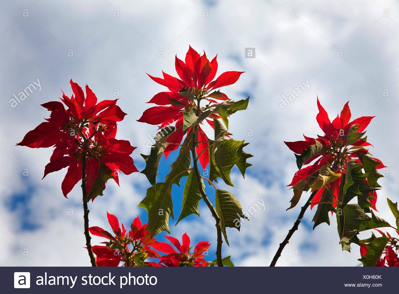 Red Weihnachtsstern Baum Gegen Blauen Himmel Morelia Mexiko