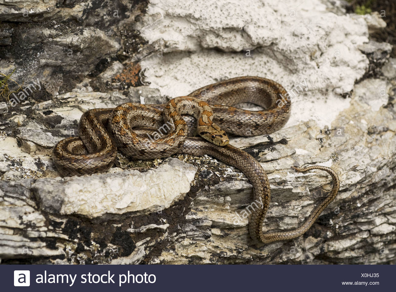 Schlangen Der Dodekanes Inseln Stockfotos Und Bilder Kaufen Alamy