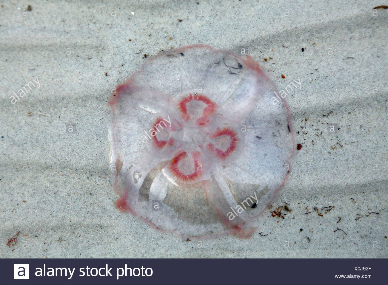 Mond Gelee Gemeinsame Quallen Aurelia Golden Tote Quallen Am Ufer Der Ostsee Schweden Falsterbo Stockfotografie Alamy