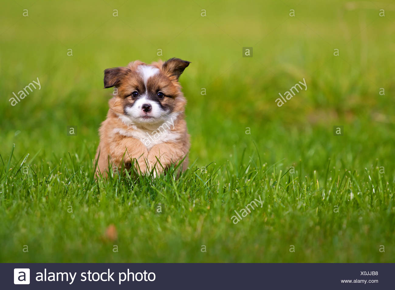 Kleines Hundebaby Rennt Durch Eine Grune Wiese Stockfotografie Alamy