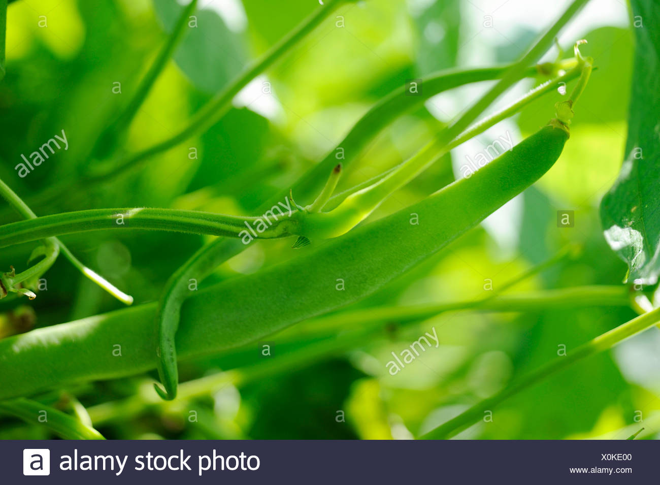 Bohnenanbau Stockfotos Bohnenanbau Bilder Alamy