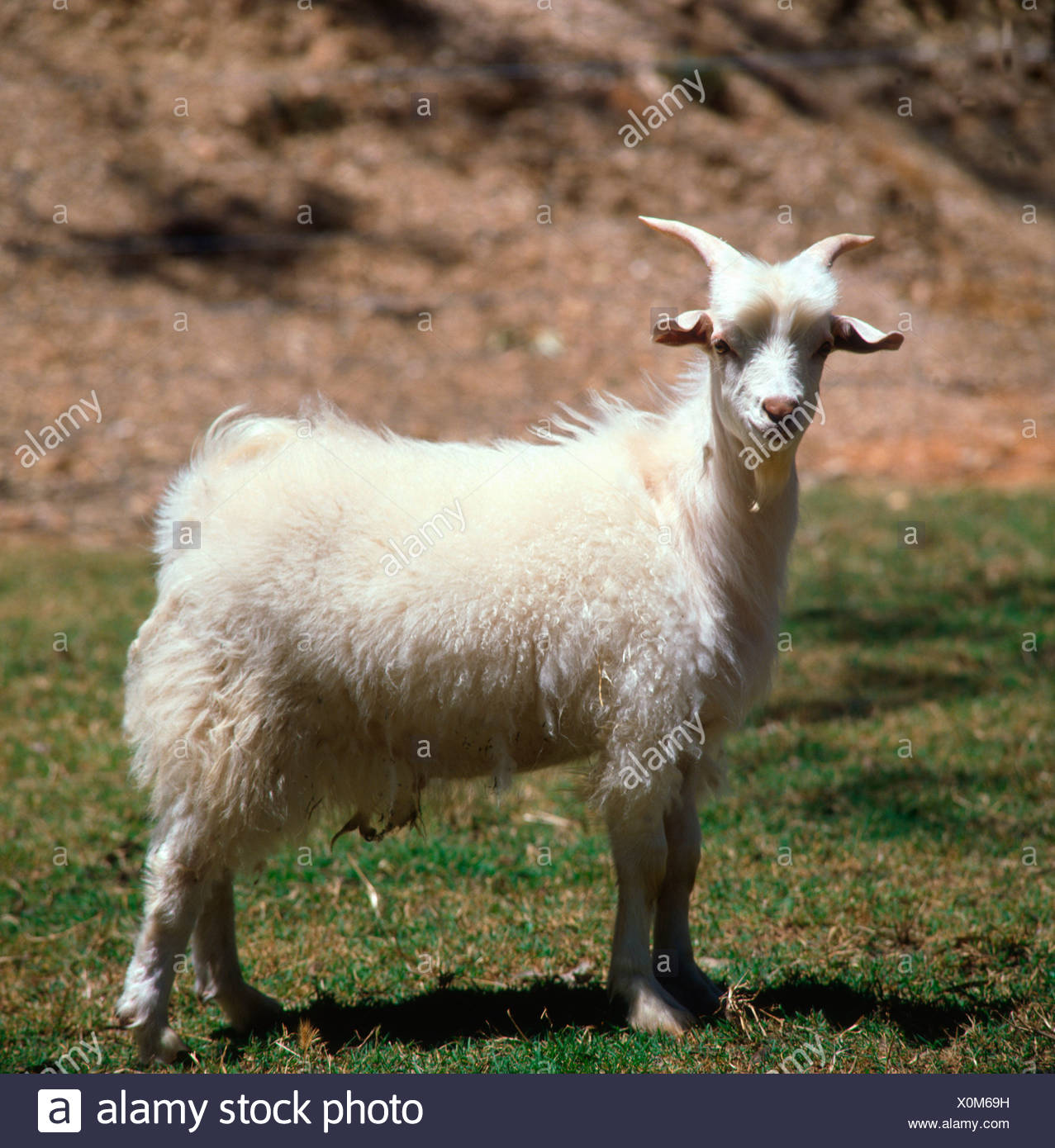 Ziege Auf Englisch Ziege Auf Englisch