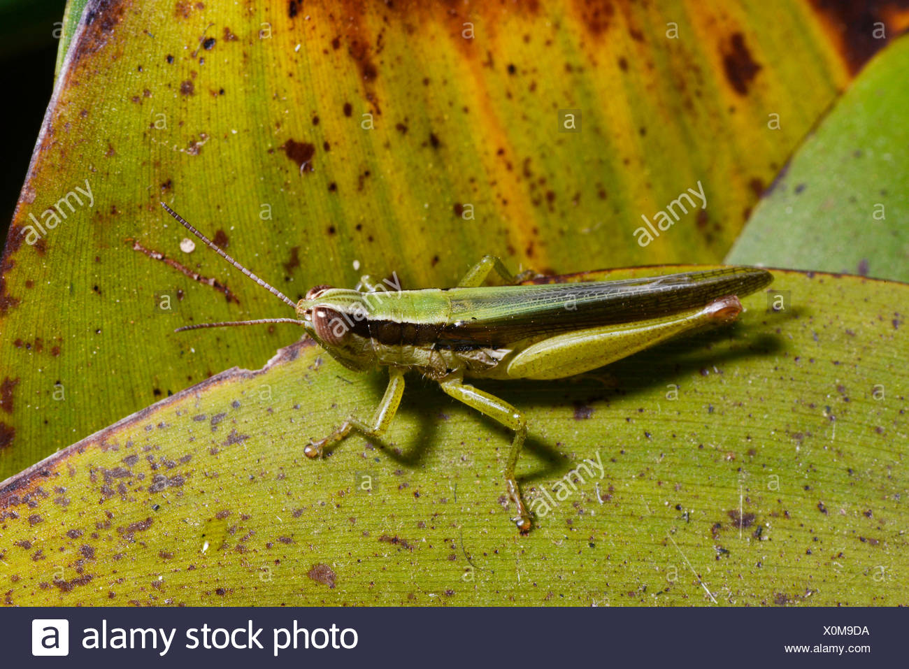 Affe Afrika Stockfotos und -bilder Kaufen - Alamy