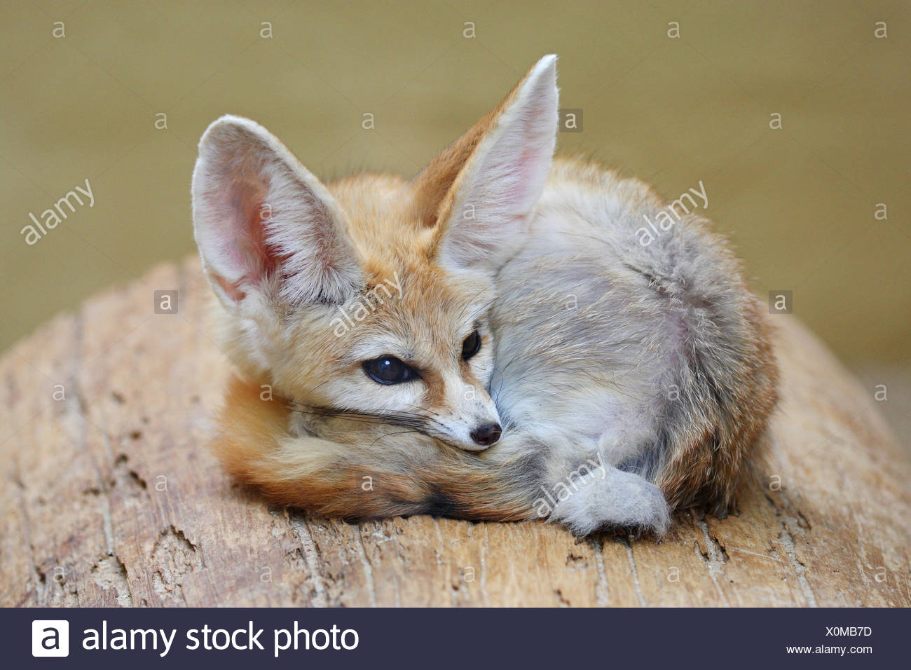 Fennec Fox Vulpes Zerda Fennecus Zerda Liegend Zusammengeruckt Stockfotografie Alamy