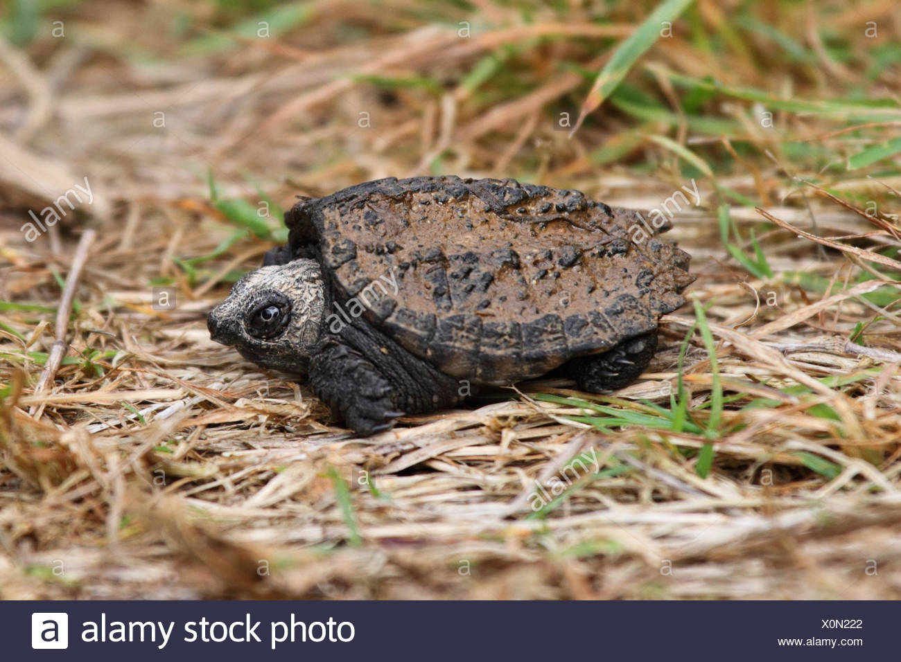 Baby Gemeinsame Schnappschildkrote Chelydra Serpentina Stockfotografie Alamy
