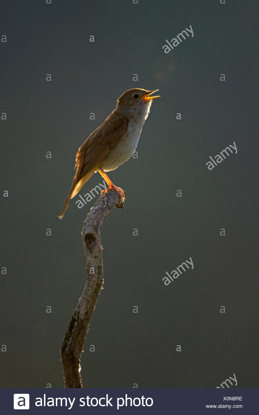 Nachtigall Luscinia Megarhynchos Singen Die Mannchen In