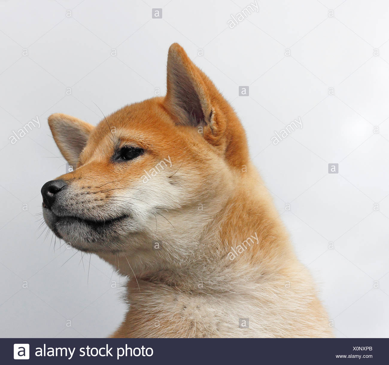 Shiba Inu Canis Lupus F Familiaris Zehn Wochen Alten