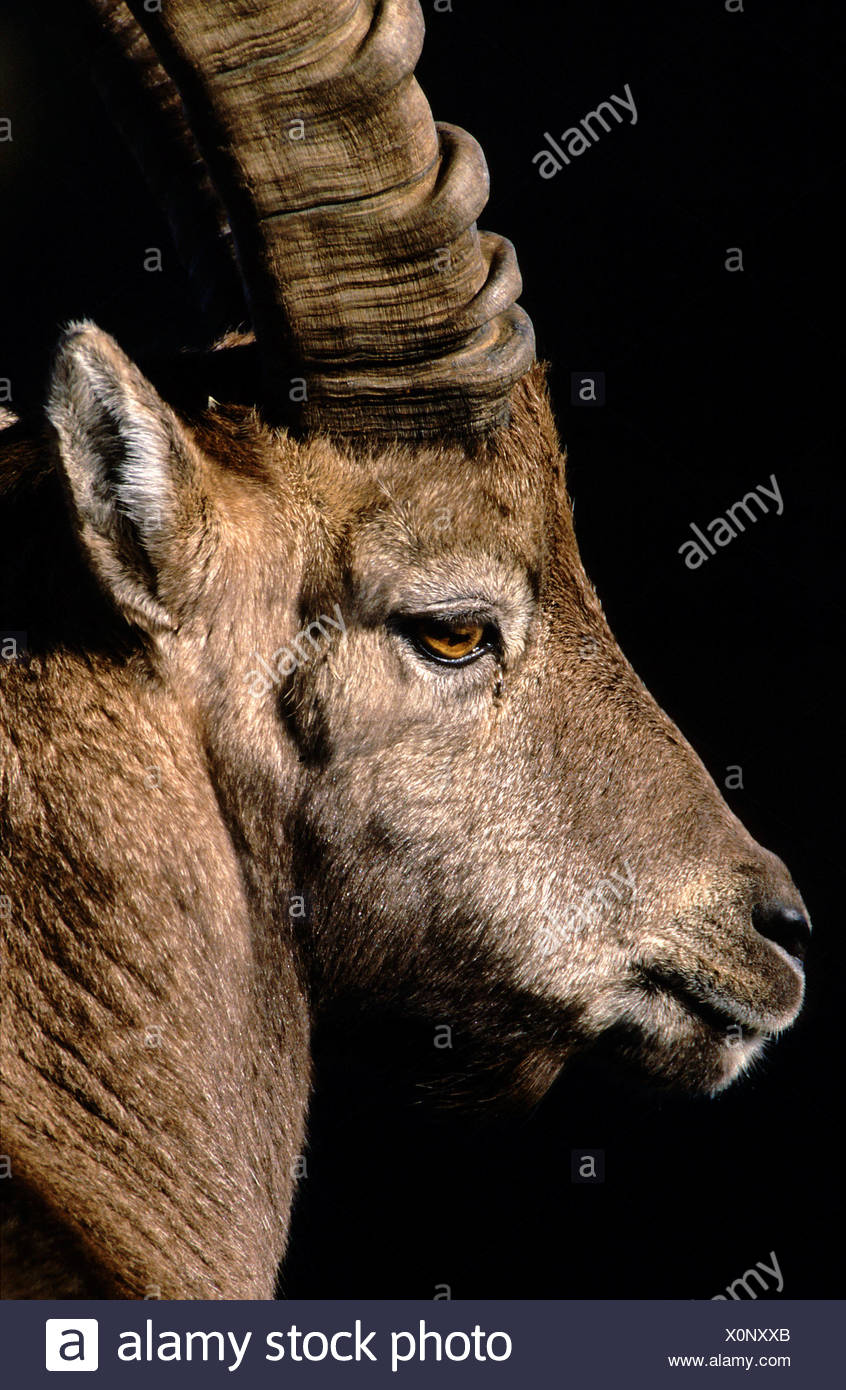 Alpen Steinbock Bern Steinbock Capra Ibex Man Jubelt Portrait