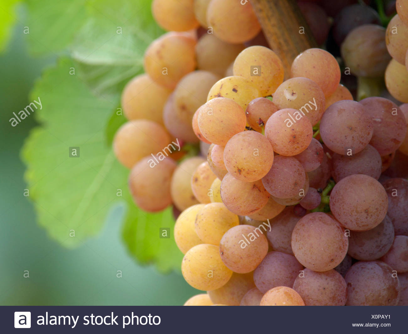 Freundlichen Rebe Weinrebe Rebe Rot Suss Landwirtschaft