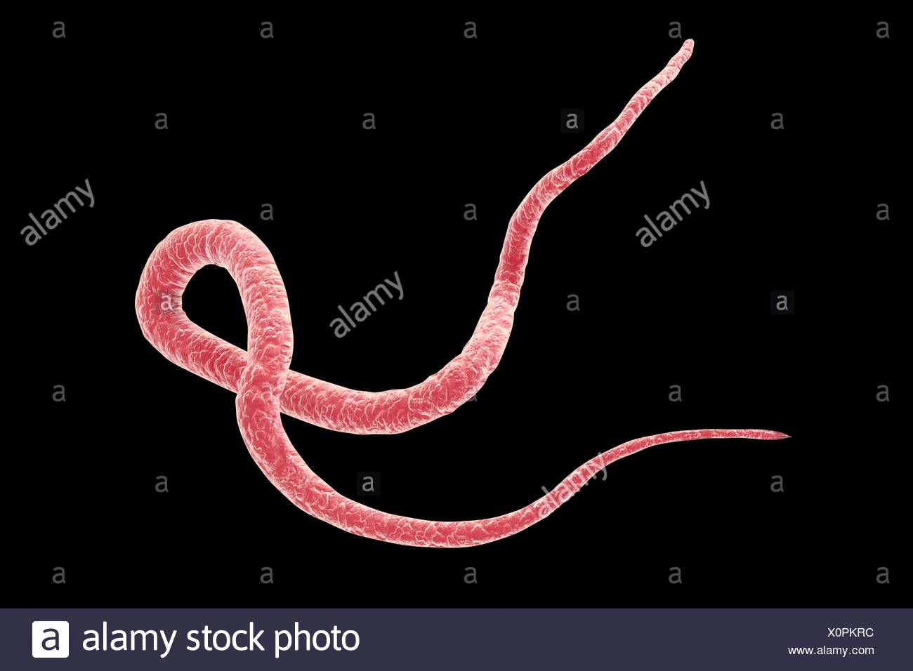 Parasitare Nematoden Wurm Ascaris Lumbricoides Computer Illustration A Lumbricoides Ist Ein Parasit Des Menschlichen Darms Weiblichen Spulwurmer Konnen Legen Bis Zu 200 000 Eiern Pro Tag Die Im Kot Ausgeschieden Und Durch Einen Neuen