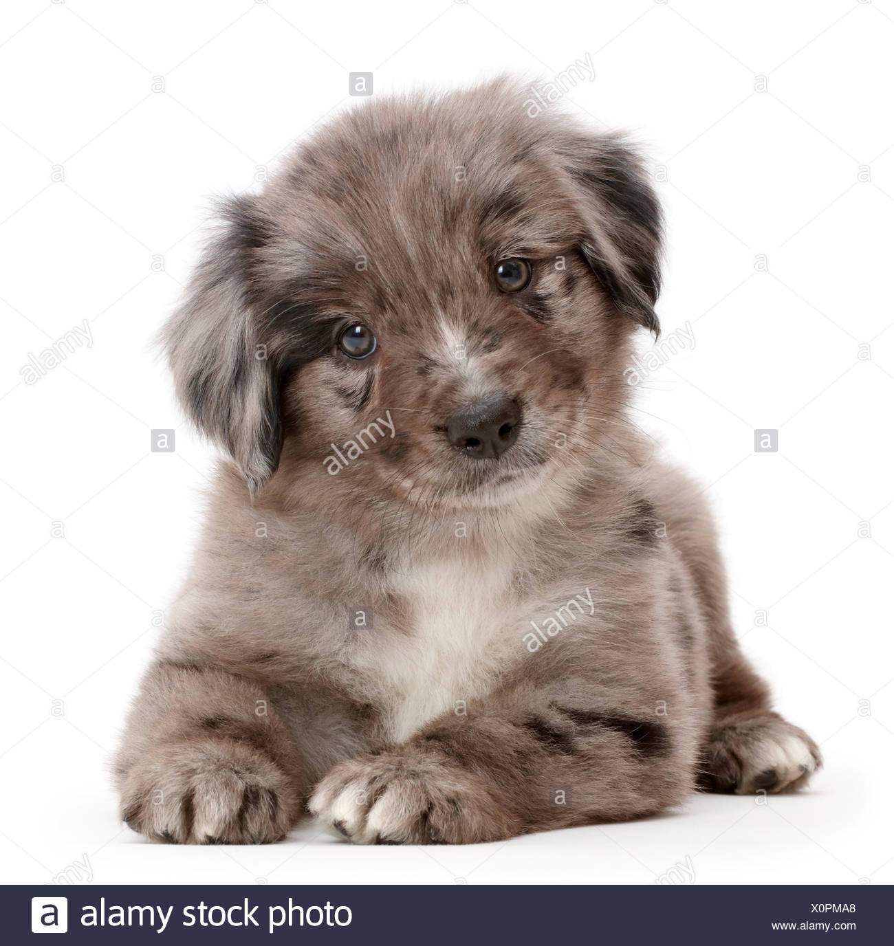 Mini Amerikanischen Schaferhund Welpe Mit Dem Kopf Nach Oben Liegen Stockfotografie Alamy