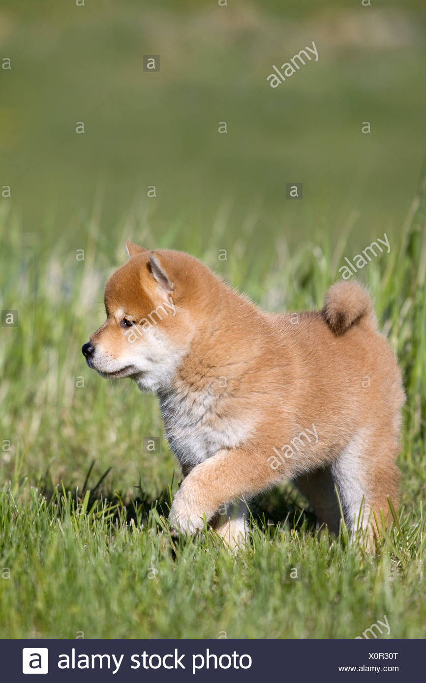 Shiba Inu Welpen Im Freien In Der Nähe Von Cochrane Alberta