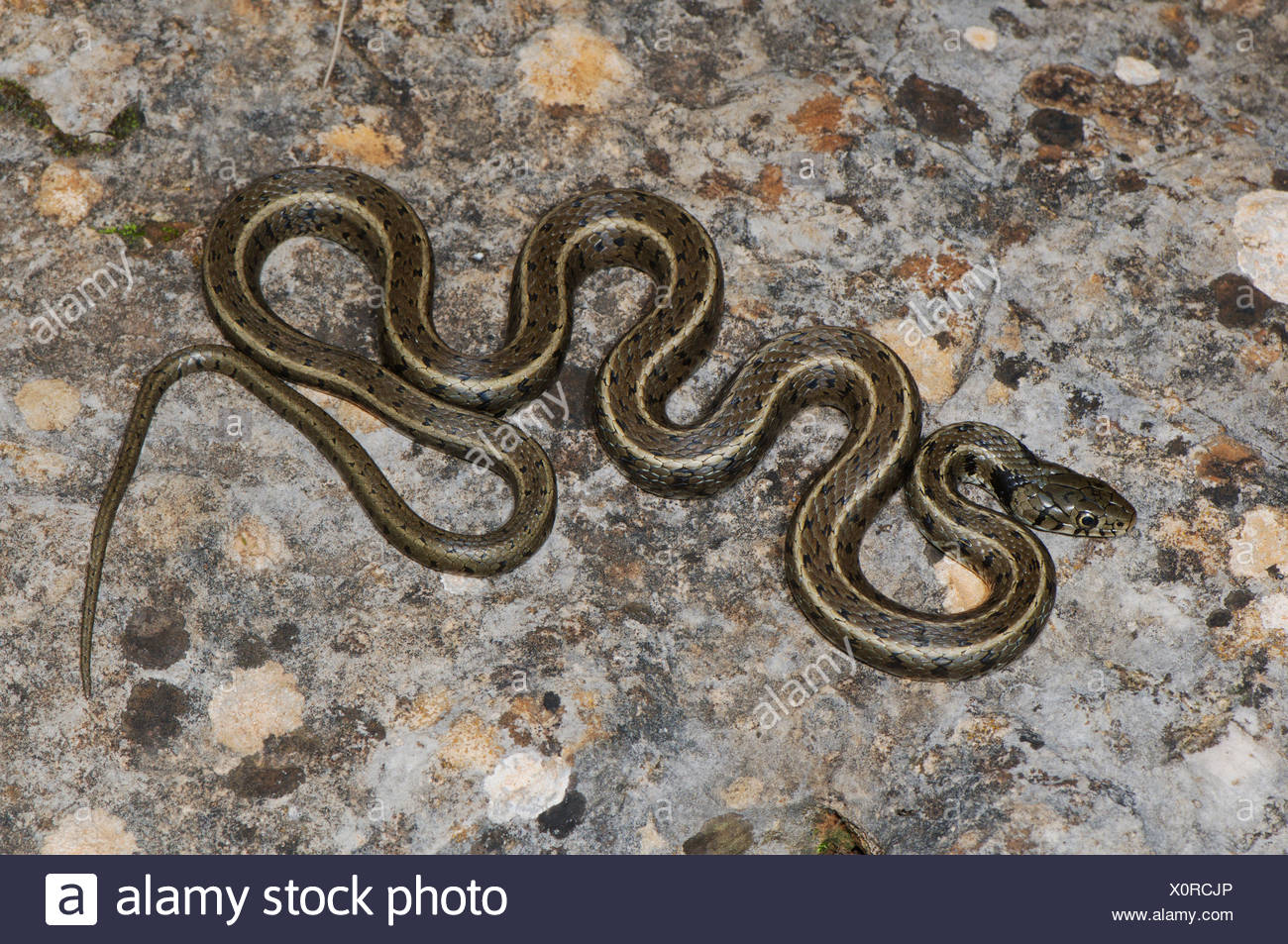 Colubrid Nattern Ringelnatter Natrix Natrix Persa Schlange Reptil Reptilien Schlangen Gesamtansicht Geschutzt Gefahrdet Griechisch Griechenland Stockfotografie Alamy