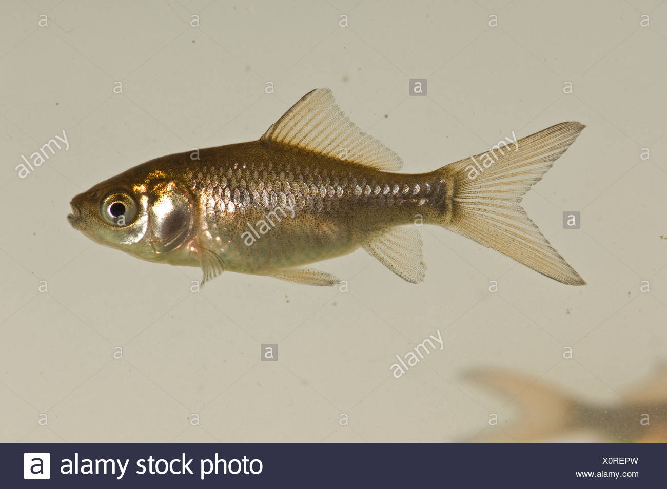 Ein Junger Goldfisch Carassius Auratus Auratus Braun Silber Farbe Aber Fehlt Das Gold Oder Orange Geschlechtsreifer Fische Stockfotografie Alamy