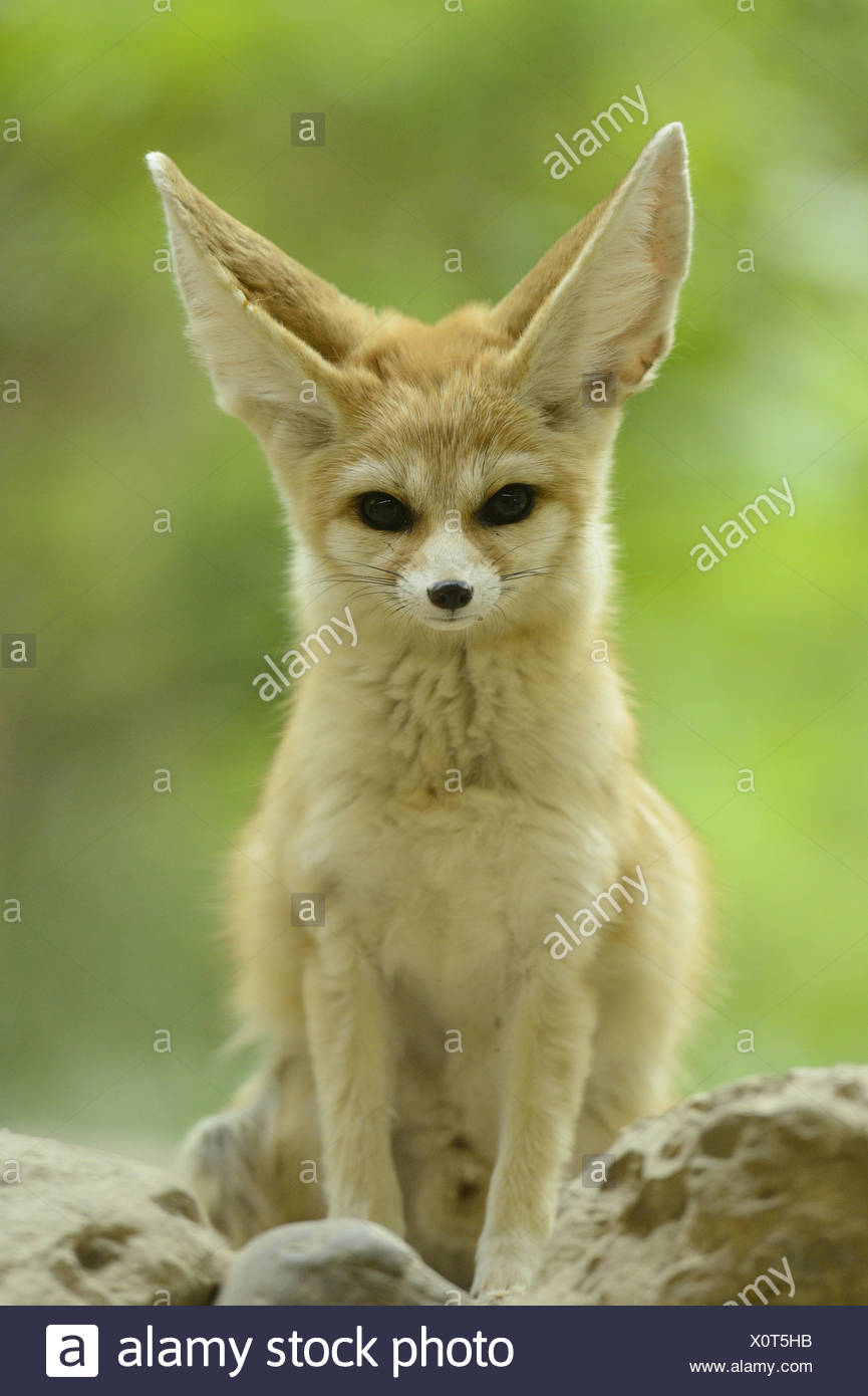 Fennec Fuchs Vulpes Zerda Vorderansicht Sitzen Blick In Die Kamera Stockfotografie Alamy Fennec Fuchs Vulpes Zerda Vorderansicht Sitzen Blick In Die Kamera Stockfotografie Alamy