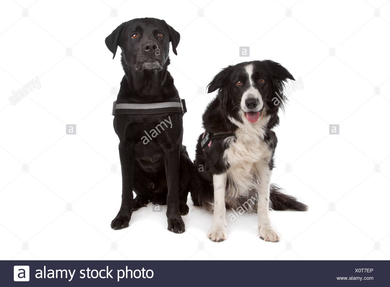 Border Collie Schaferhund Und Ein Labrador Rottweiler Mix