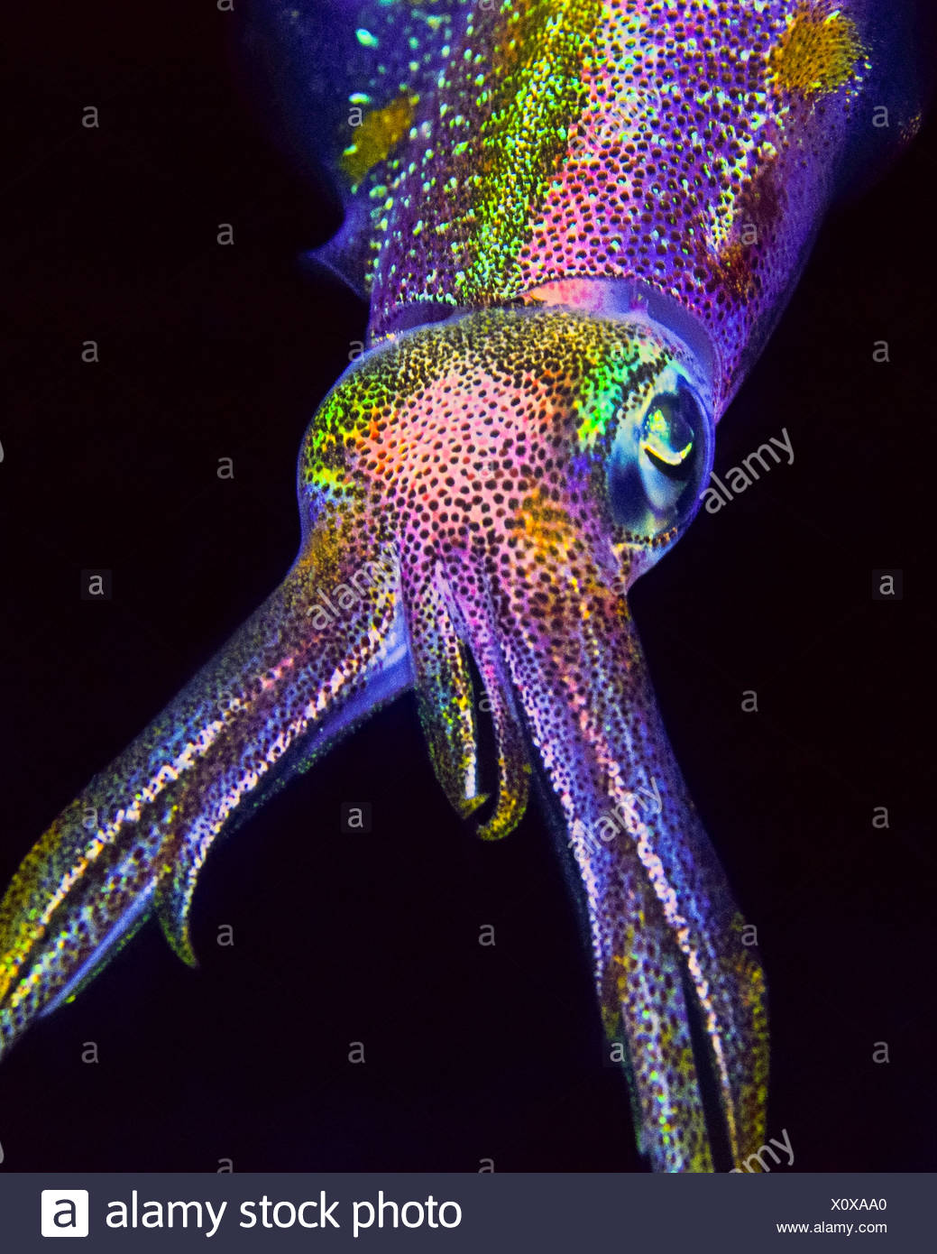 Caribbean Reef Tintenfisch, Sepioteuthis Sepioidea, Key Largo, Florida, USA Stockfoto