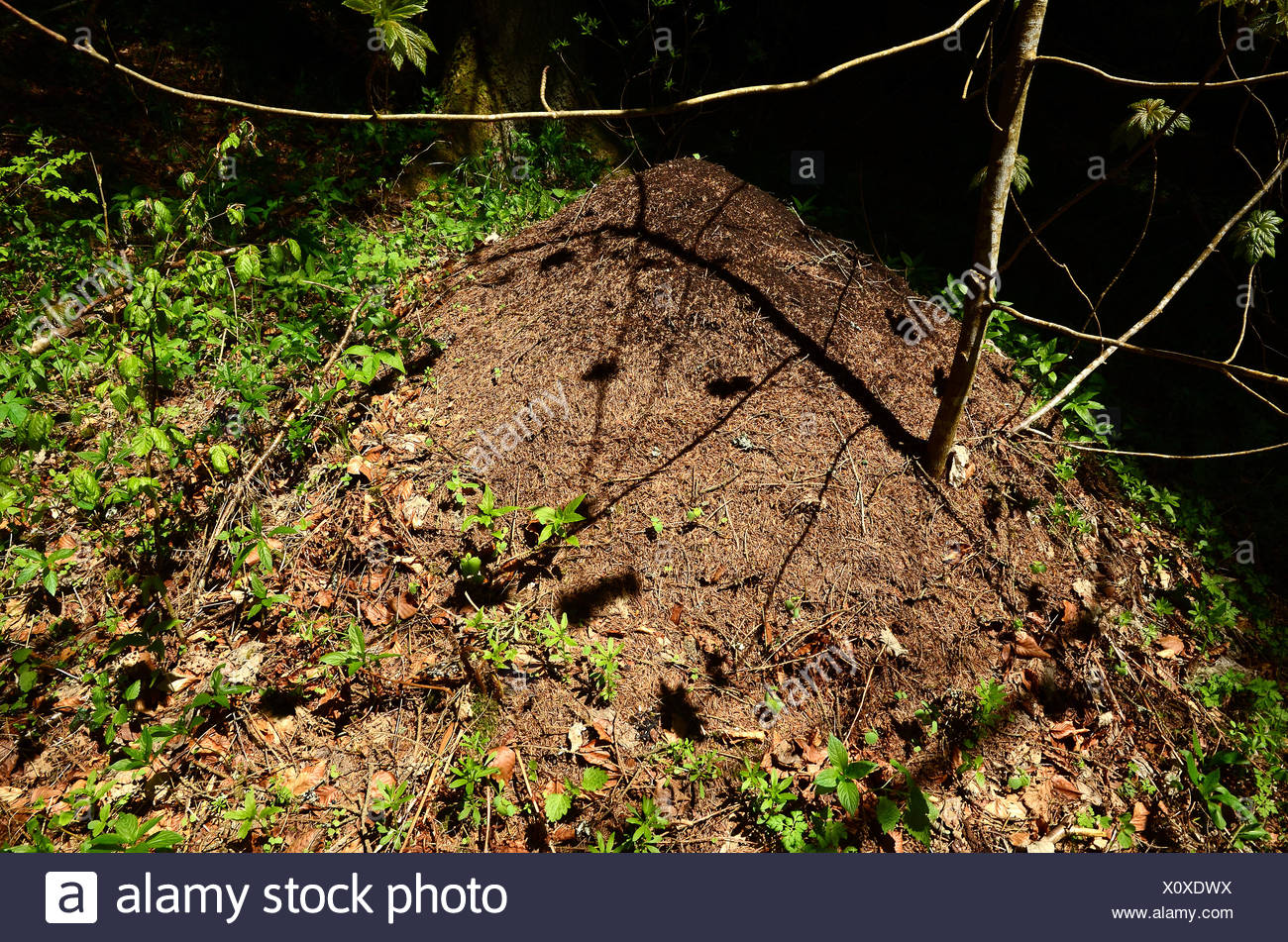 Ameisenhaufen Stockfoto Bild 275947558 Alamy