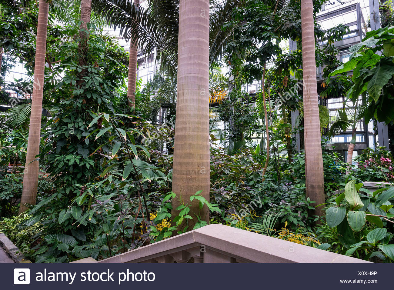 Gewachshaus Interieur Us Botanic Garden Washington Dc Usa