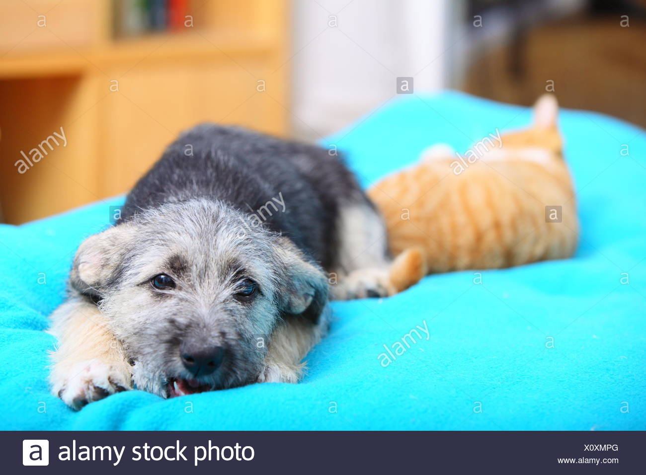 Haustiere Zu Hause Hund Welpen Mutt Und Kleine Rote Katze