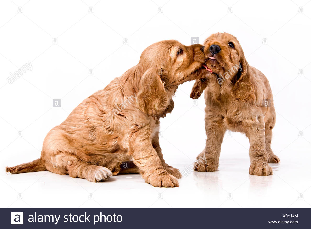 Liebe Welpen Stockfotos Und Bilder Kaufen Alamy