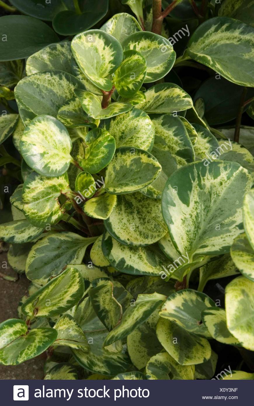 Peperomia Magnoliifolia Golden Gate Miw253287 Stockfotografie Alamy
