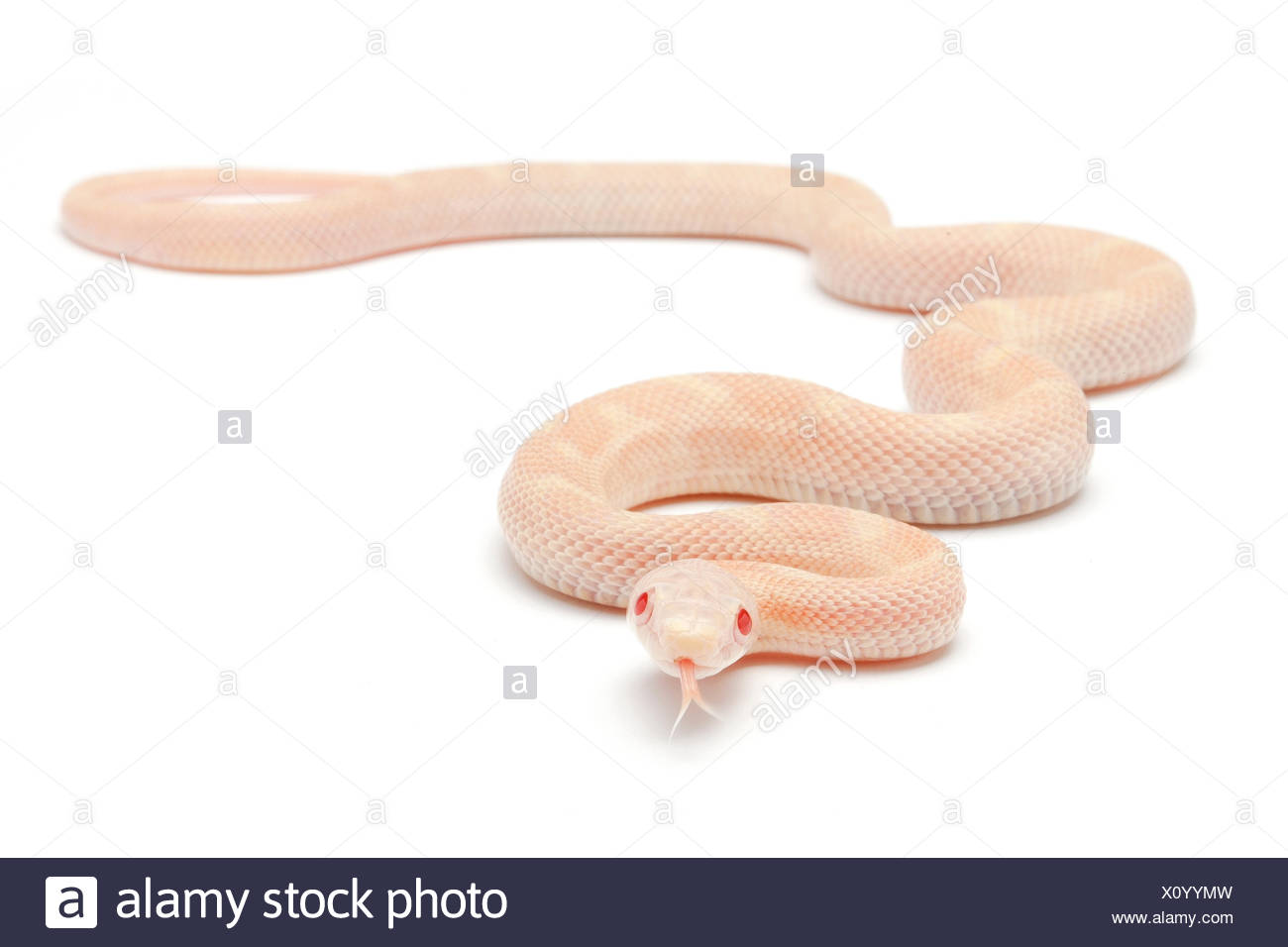 Schneeschlange Stockfotos Und Bilder Kaufen Alamy
