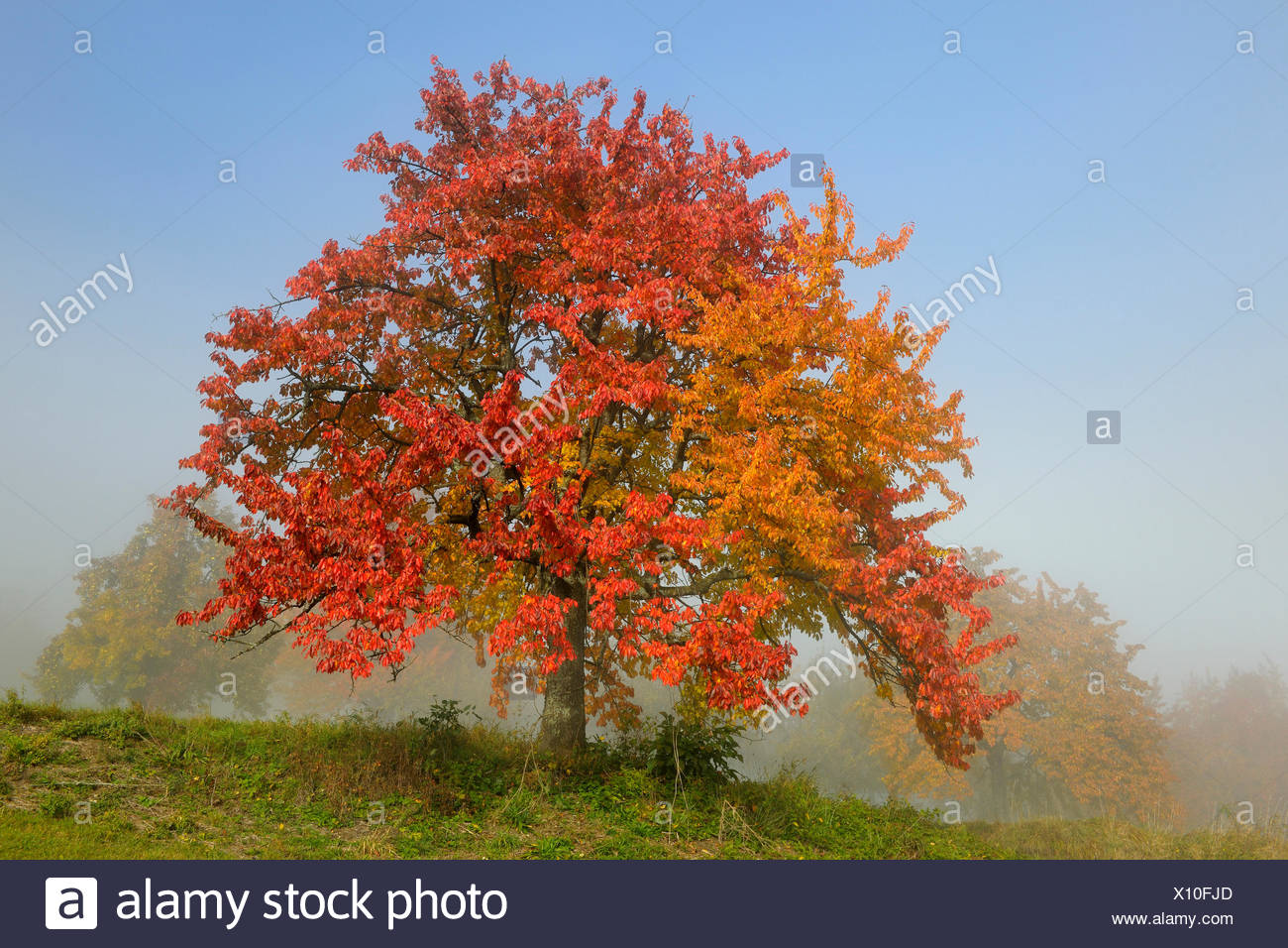 Einzelner Kirschbaum Im Herbst Stockfotos und bilder Kaufen Alamy