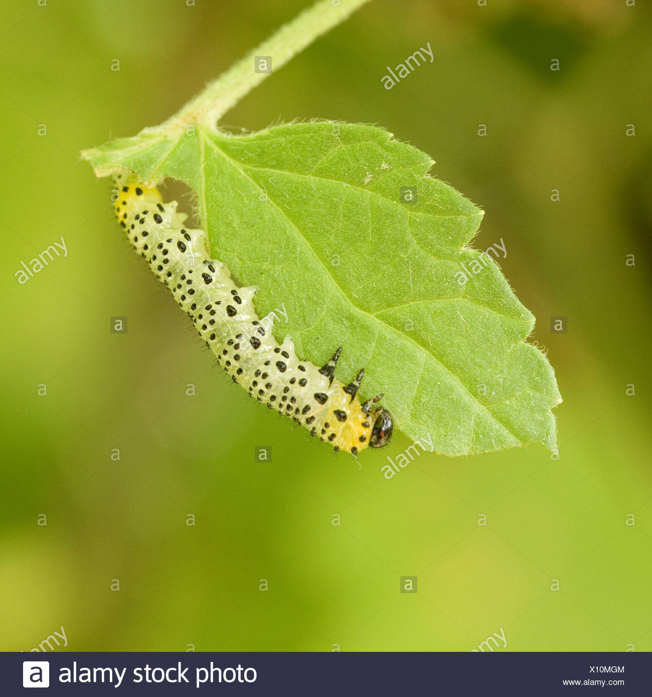 Gemeinsamen Stachelbeere Blattwespen Raupe Essen das Blatt der roten