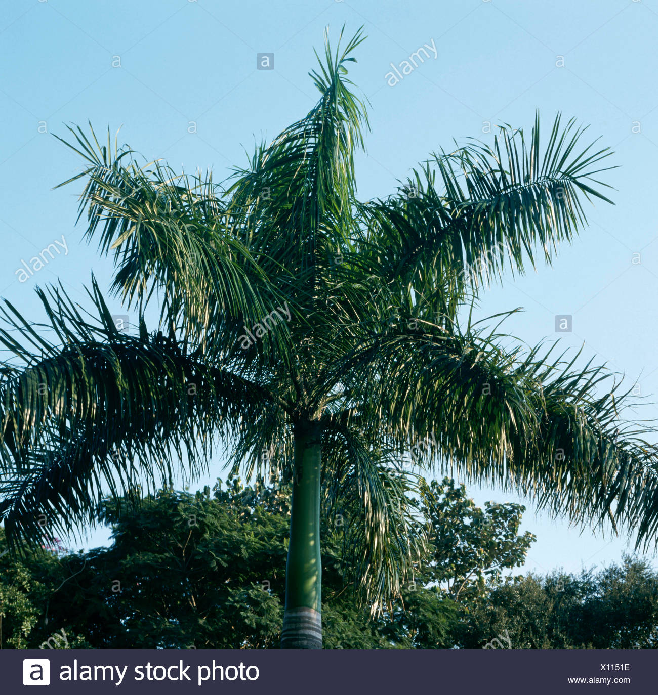 Roystonea Regia Stockfotos und bilder Kaufen Alamy