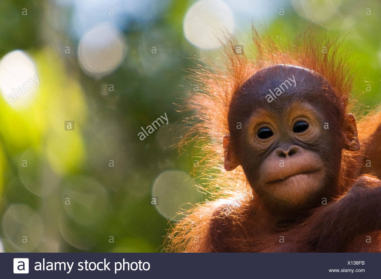 Orang Utan Baby Pongo Pygmaeus Kopf Bildniss Baby Semengoh Nature Reserve Sarawak Borneo Malaysia Gefahrdet Stockfotografie Alamy