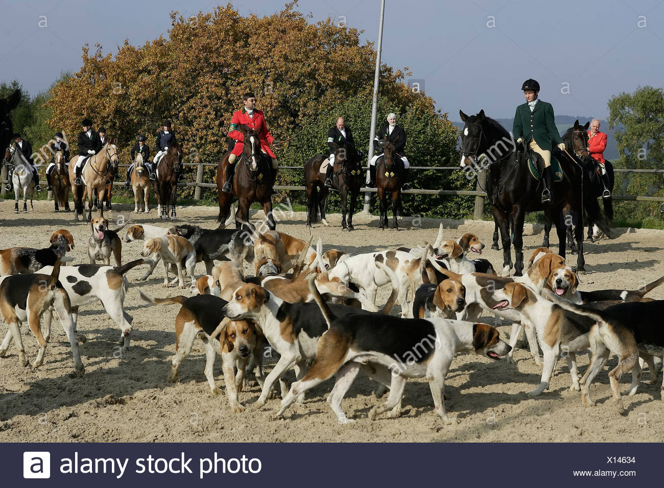 Jagen Sie Mit Rudel Von Hunden Bergisch Gladbach Herkenrath North Rhine Westphalia Deutschland Stockfotografie Alamy
