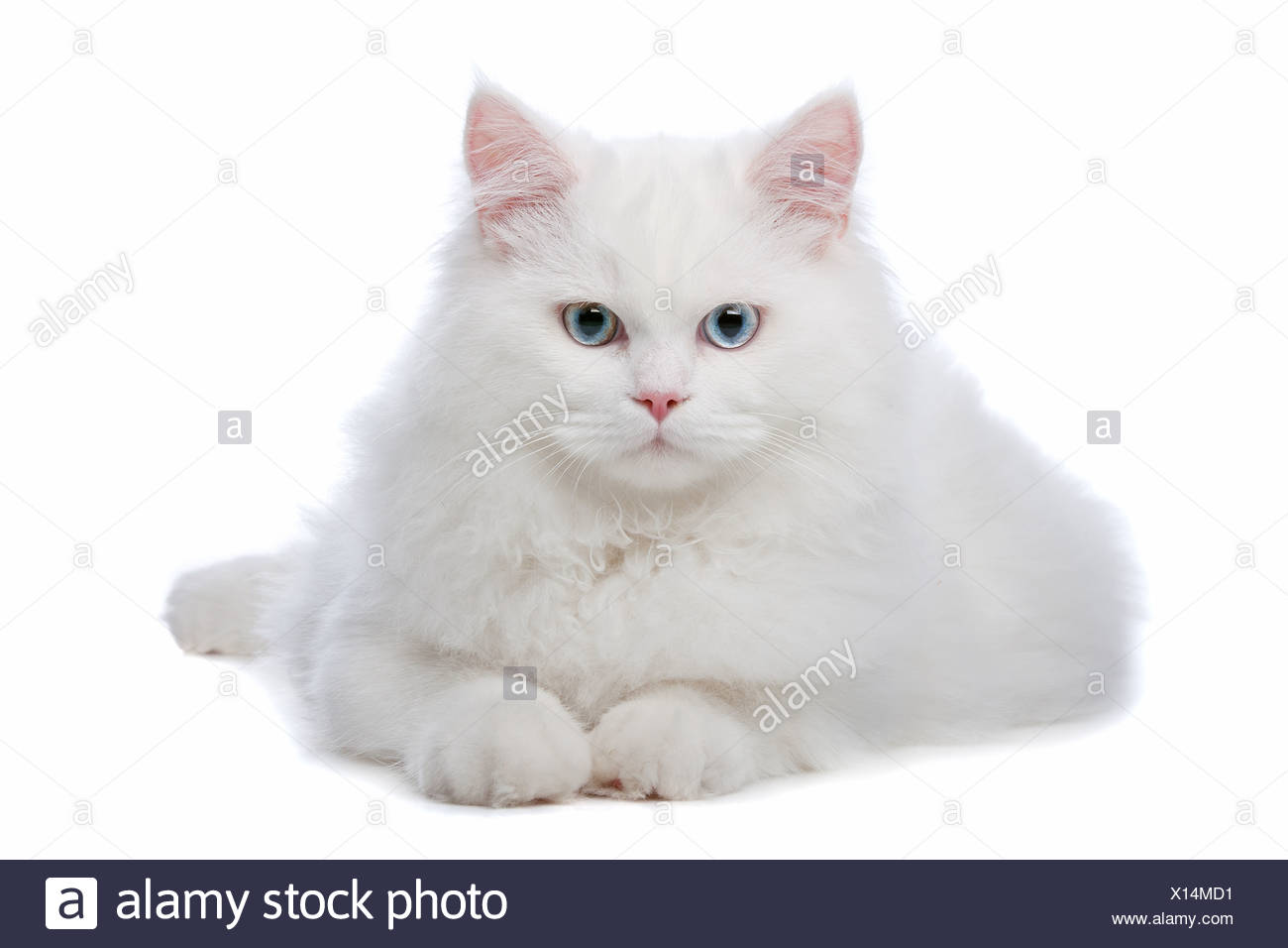 Weiße Katze Mit Blauen Augen Auf Einem Weißen Hintergrund