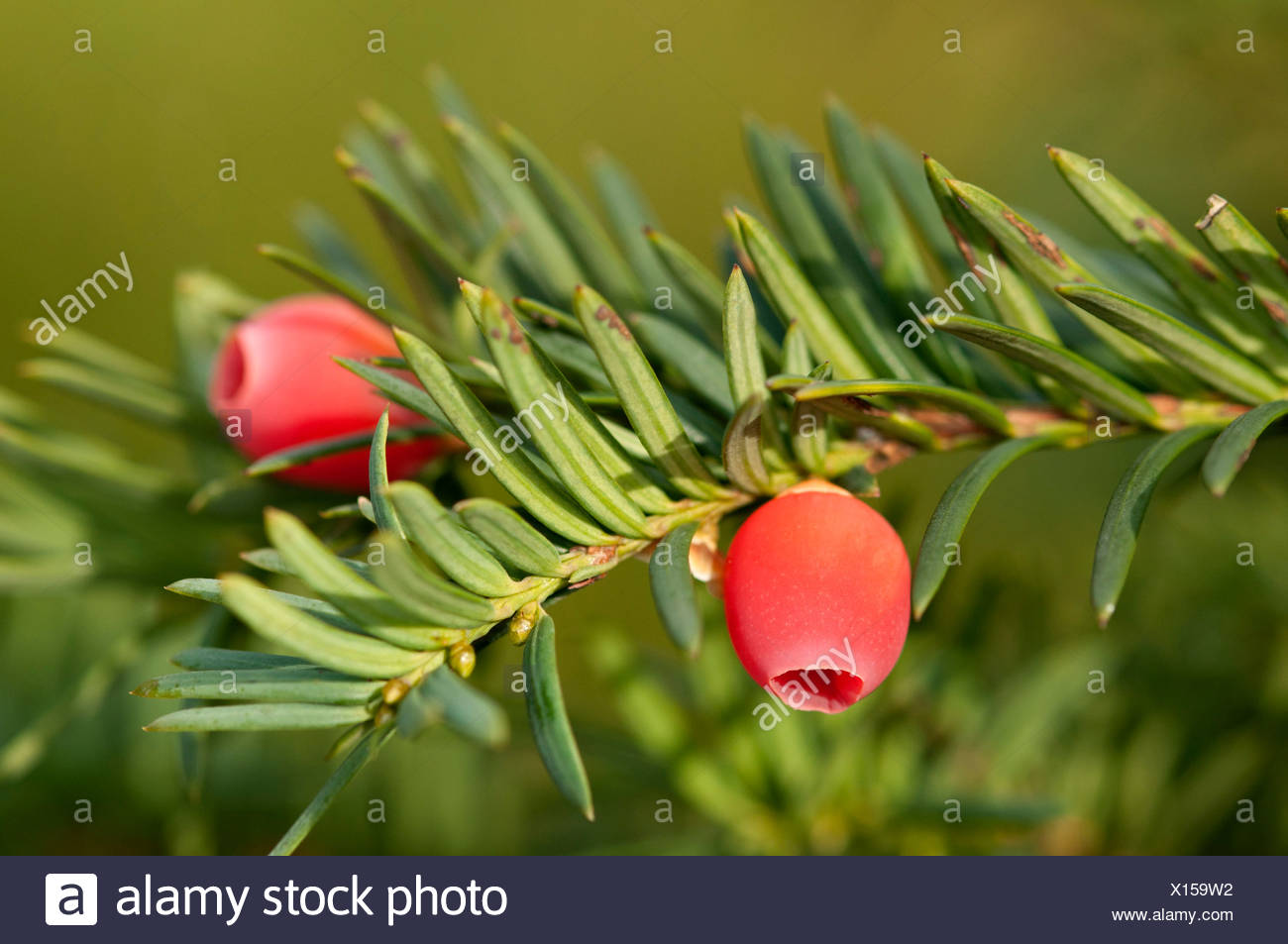 Baum Mit Roten Früchten Essbar
