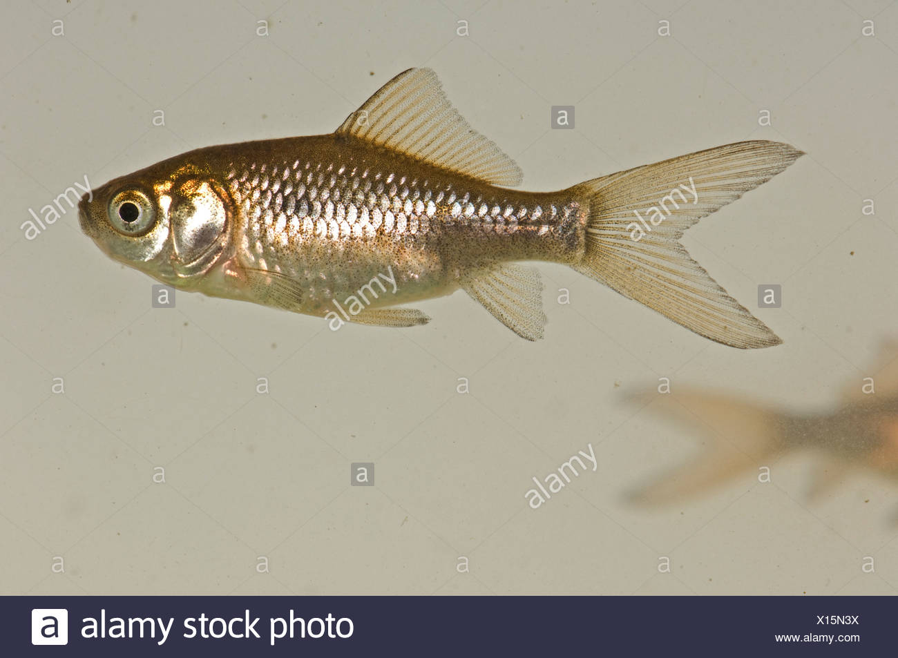 Ein Junger Goldfisch Carassius Auratus Auratus Braun Silber