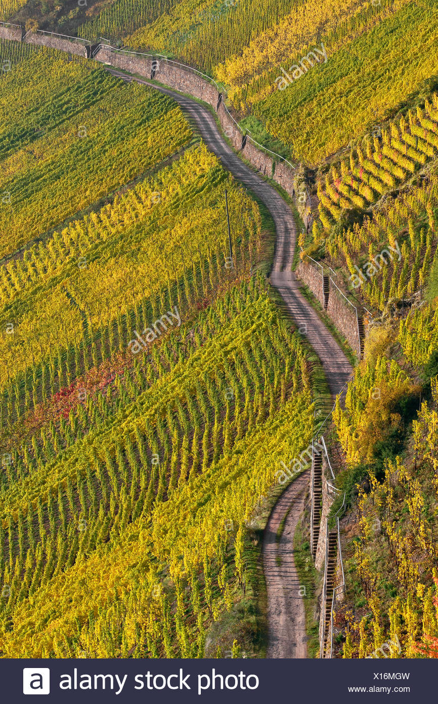 Weinberg im Steilen, Neef, terrassenmosel oder unteren Mosel, Rheinland