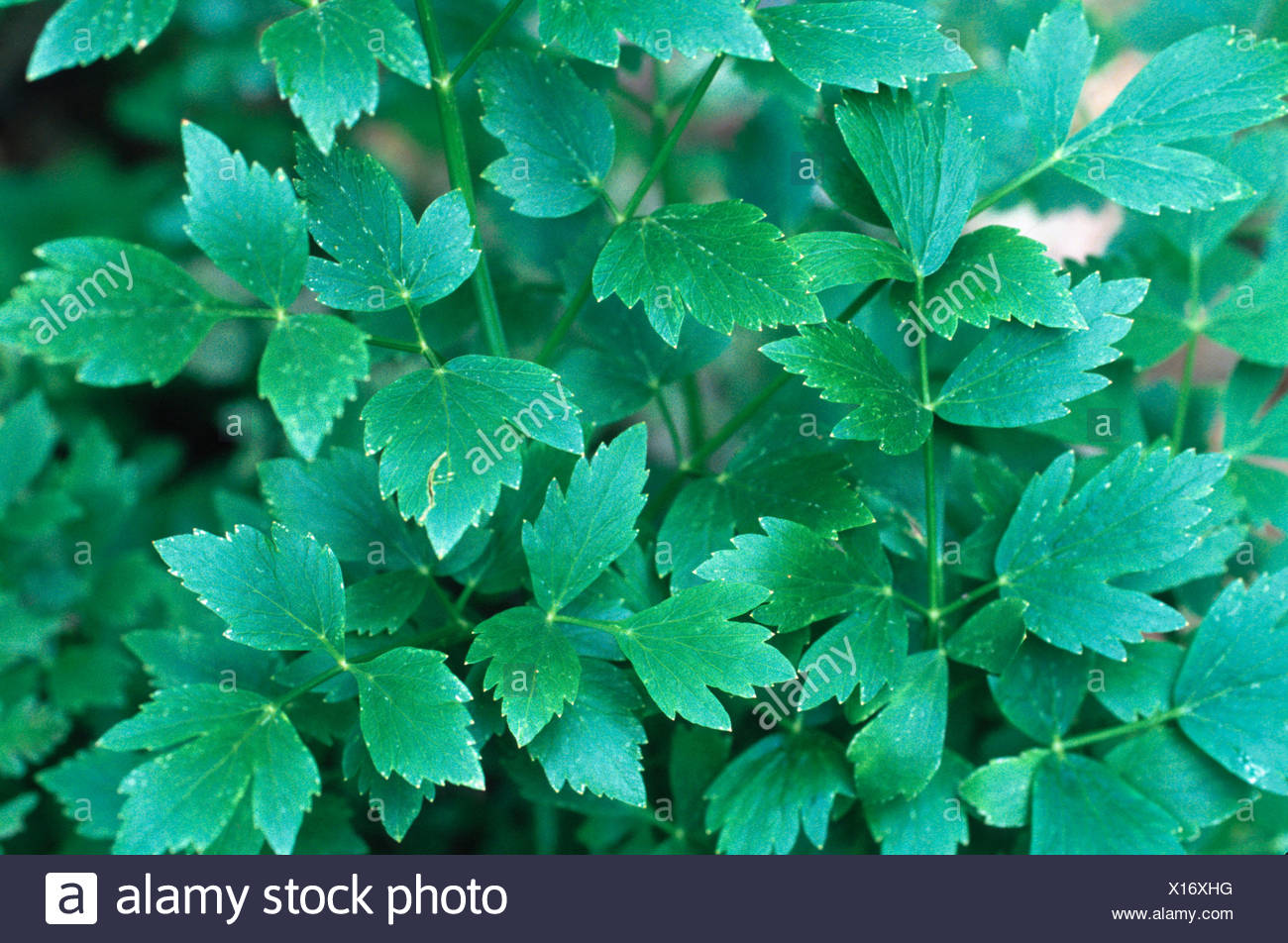 Garten Liebstockel Blase Samen Levisticum Officinale Blatter