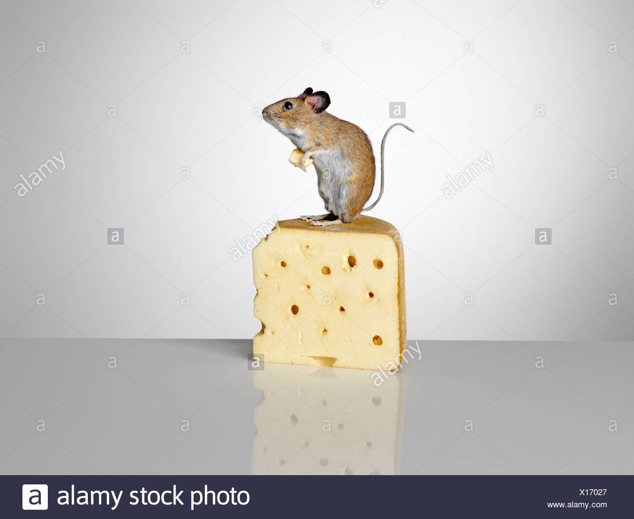 Maus Steht Auf Ein Stuck Kase Stockfotografie Alamy