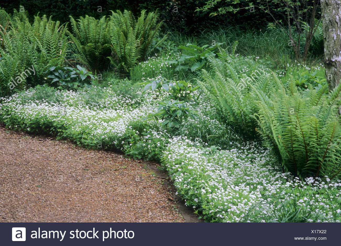 Wald Wild Waldmeister Galium Odoratum Farne Pensthorpe Welle