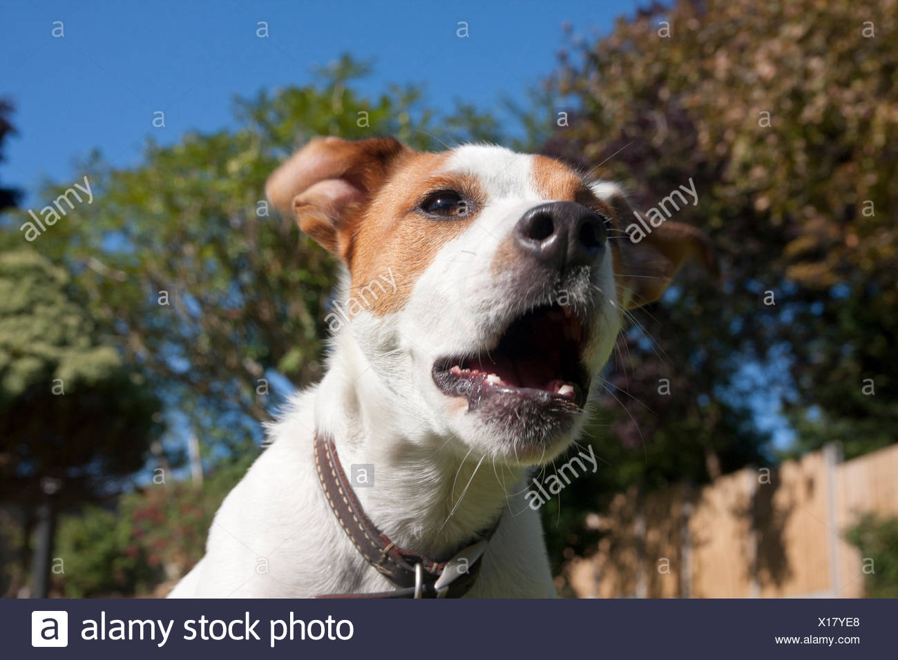 Parsons Jack Russell Terrier bellen im Garten Parsons Jack Russell Terrier bellen im Garten