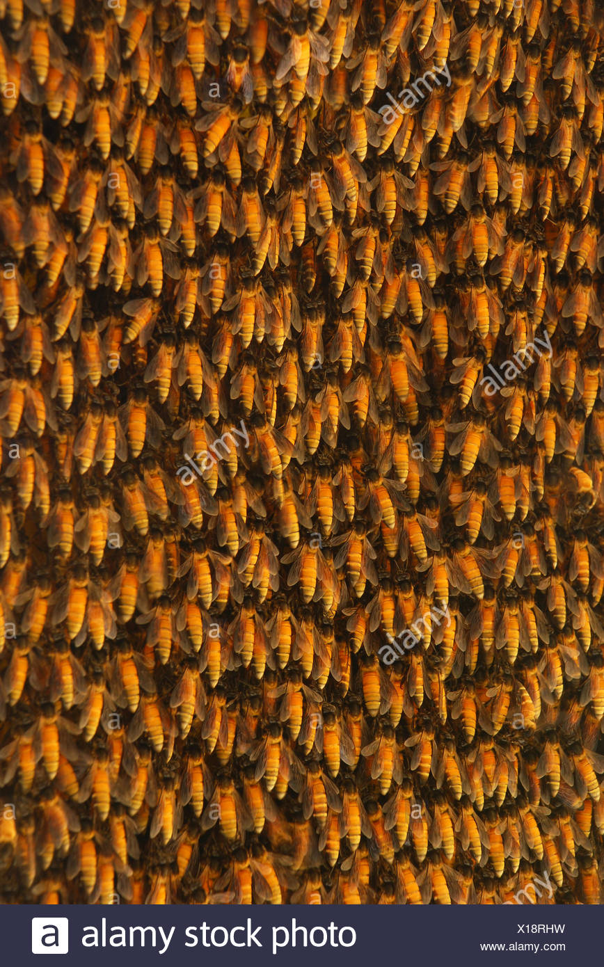 Susse Insekt Insekten Indien Bienenwaben Honig Essen Nahrungsmittel Gesundheit Vitamine Stockfotografie Alamy
