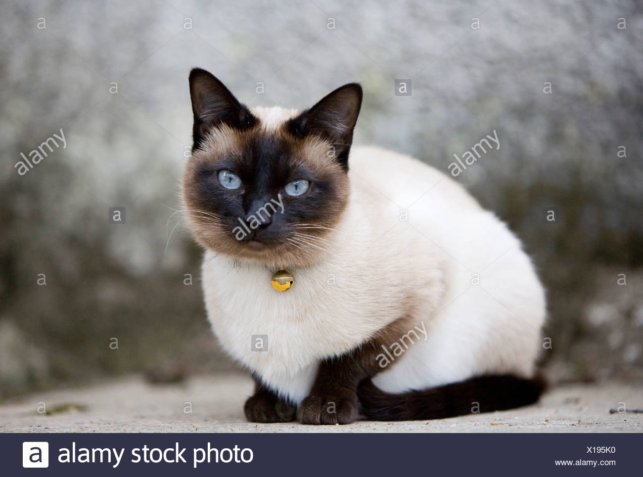 Cat German Stockfotos & Cat German Bilder - Seite 3 - Alamy