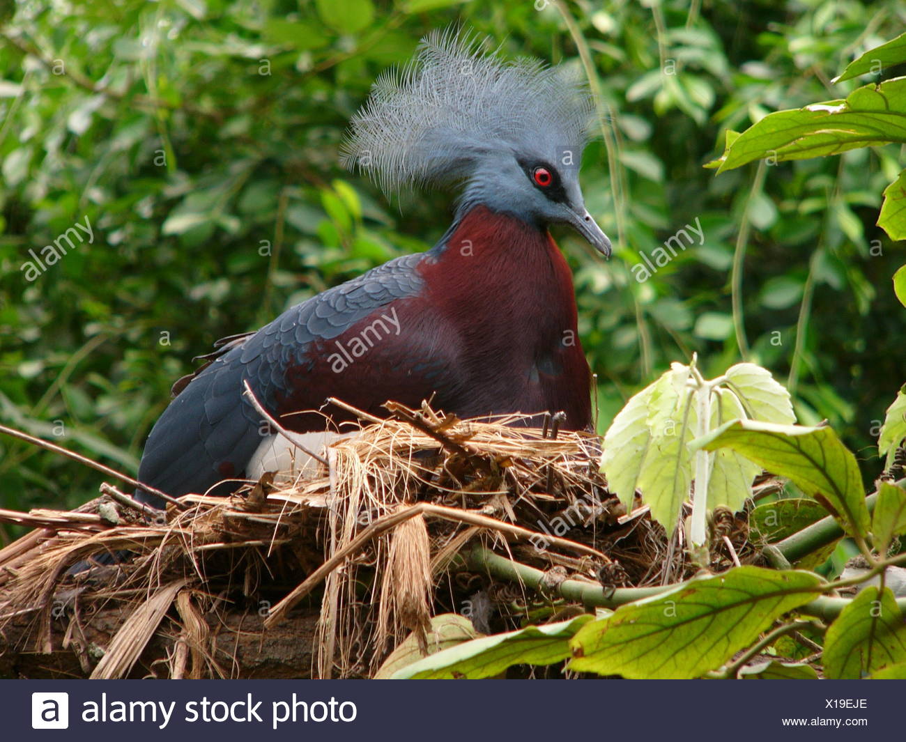 Vogel Vogel Bruten Krone Taube Regenwald Regenwald Kronentaube